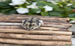 Hamster rodents for sale: Beautiful baby hamsters. Russian Dwarf and Syrian - Image 14