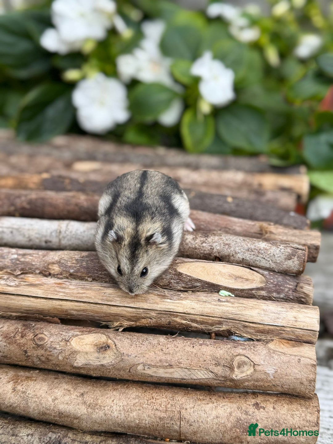 Hamster rodents for sale: Beautiful baby hamsters. Russian Dwarf and Syrian - Image 14