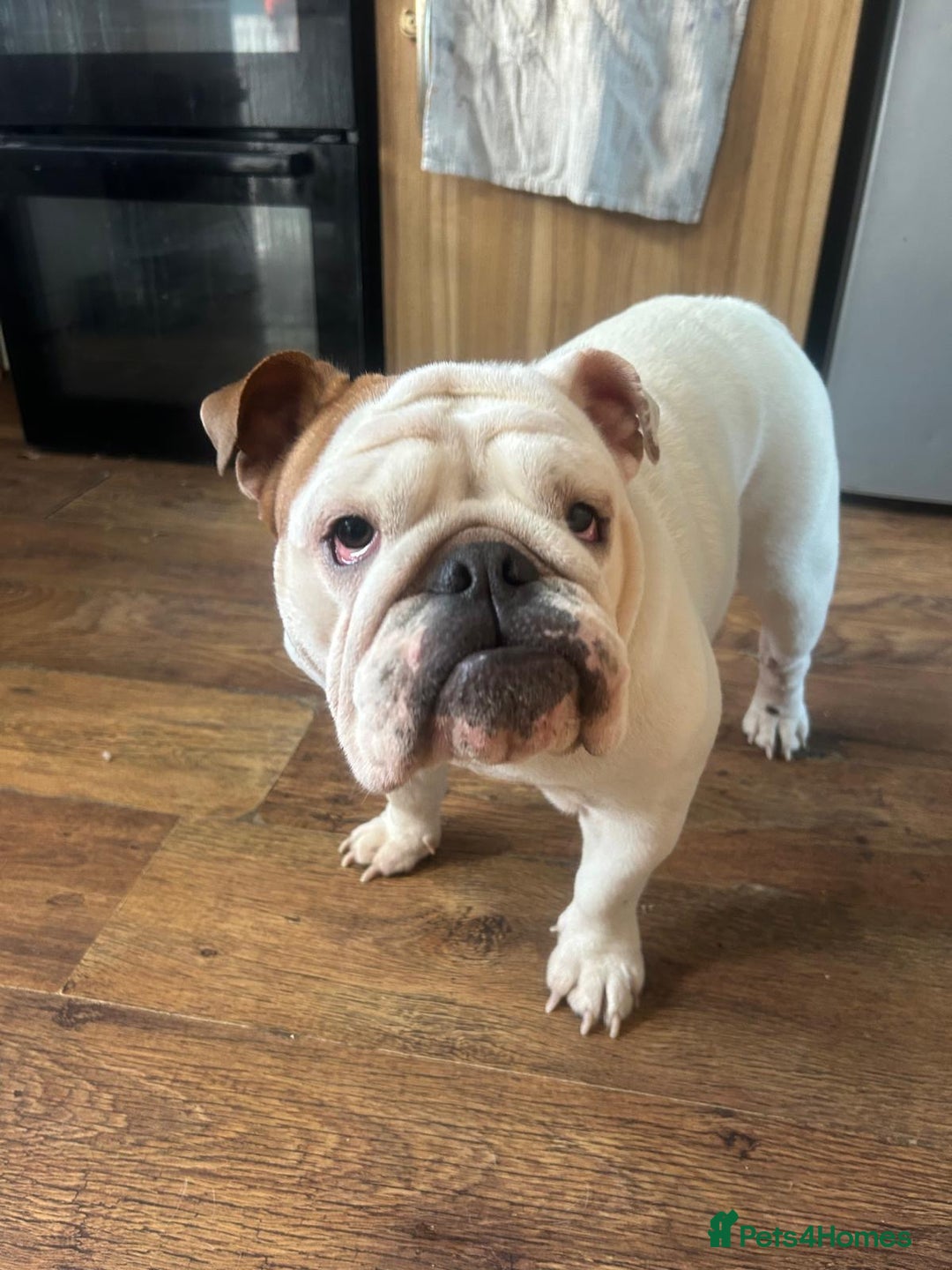 English Bulldog dogs for sale: Brother and sister for sale £2500 for both  - Advert 9