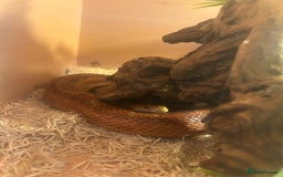 Corn Snake reptiles for sale: Corn snake for sale - Image 8