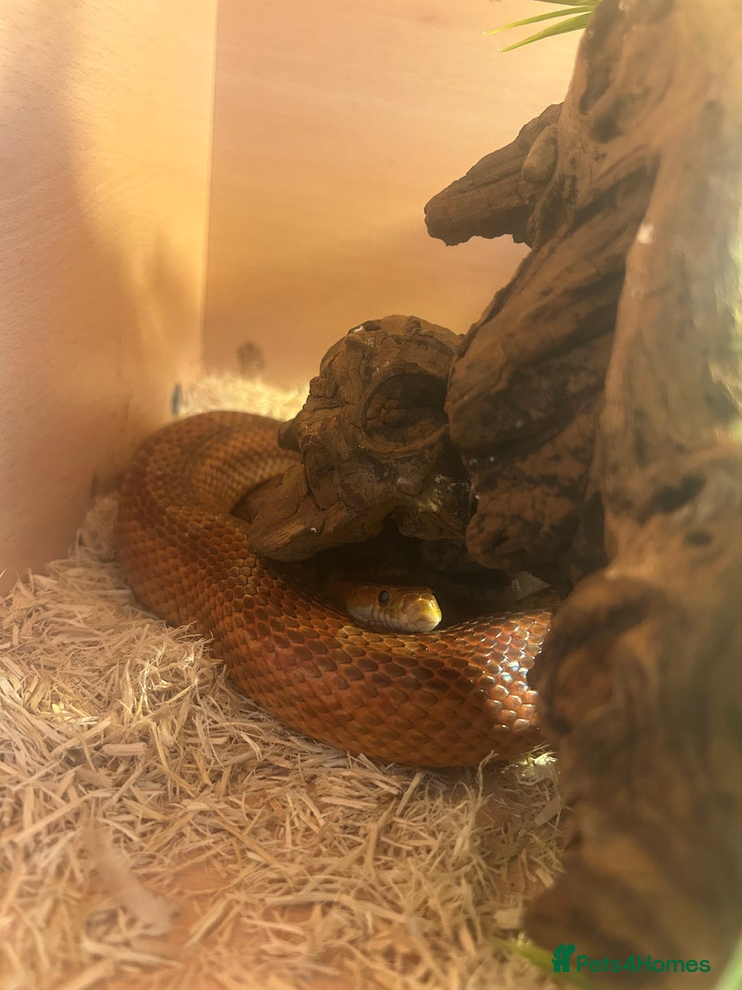 Corn Snake reptiles for sale: Corn snake for sale - Image 8