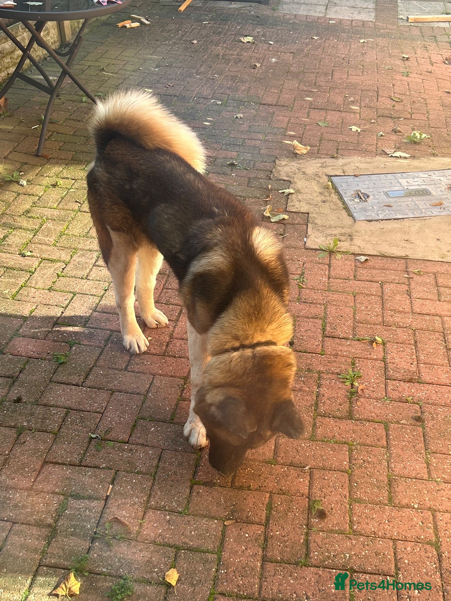 Akita dogs Free Male loving American Akita for Rehoming - Advert 1