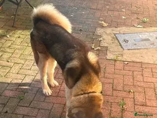 Akita dogs Male loving American Akita for Rehoming - Advert 2