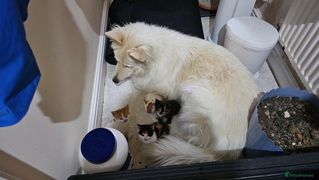 Mixed Breed cats for sale: Beautiful kittens for sale - Image 1