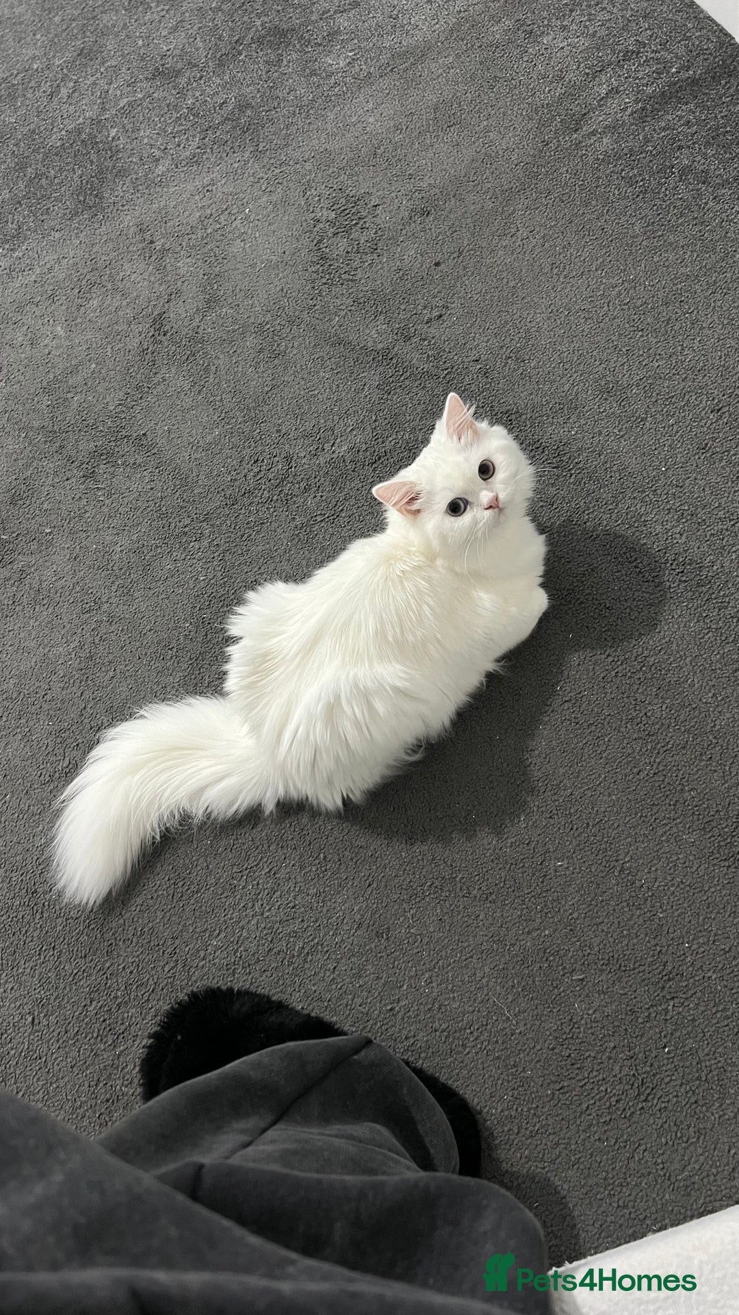 Persian cats for sale: Gorgeous one year old baby girl😍 - Image 6