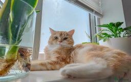 Mixed Breed cats for sale: Indoor, Half Persian Cat – Ideal for a Quiet Home - Image 4