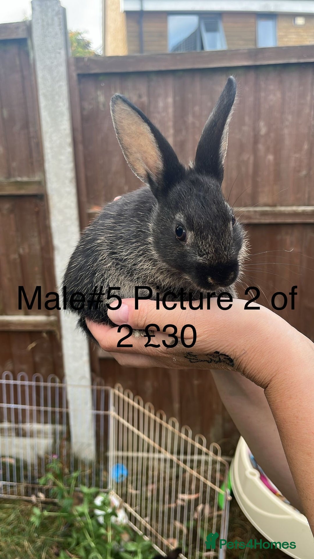 English Spot rabbits for sale: 9 x Adorable baby rabbits for sale  - Image 8