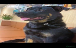 Mixed Breed dogs for sale: Shepweiler puppies READY TO RESERVE! - Image 2