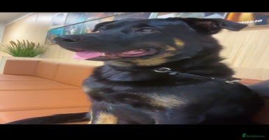 Mixed Breed dogs - Advert 2