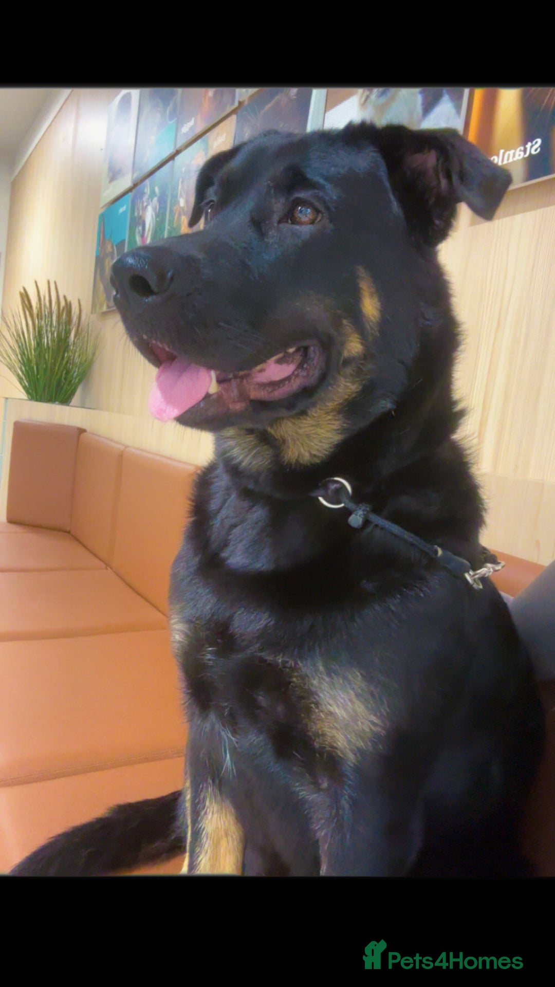 Mixed Breed dogs for sale: Shepweiler puppies READY TO RESERVE! - Image 2