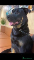 Mixed Breed dogs - Advert 5