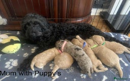 Cockapoo dogs for sale: Cockapoo Lovley Puppies  - Image 2