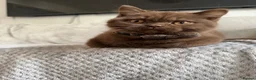 British Shorthair cats for sale: Chocolate Brown BSH male for sale  - Advert 7