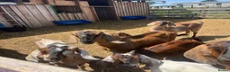 Goats livestock for sale: Anglo Nubians Boer and sannen  in Stevenage - Advert 8