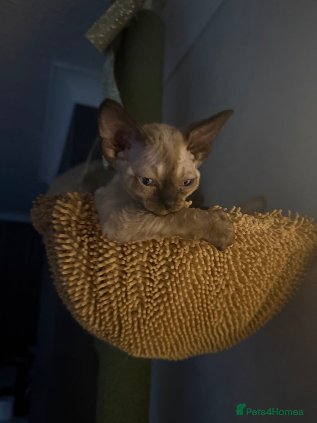 Devon Rex cats for sale: 😍😍😍 3 girls registered GCCF😍😍😍 - Advert 12