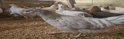 Chickens poultry for sale: Hybrid hens  - Advert 3