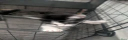 Domestic Shorthair cats for sale: Kitten - Advert 4