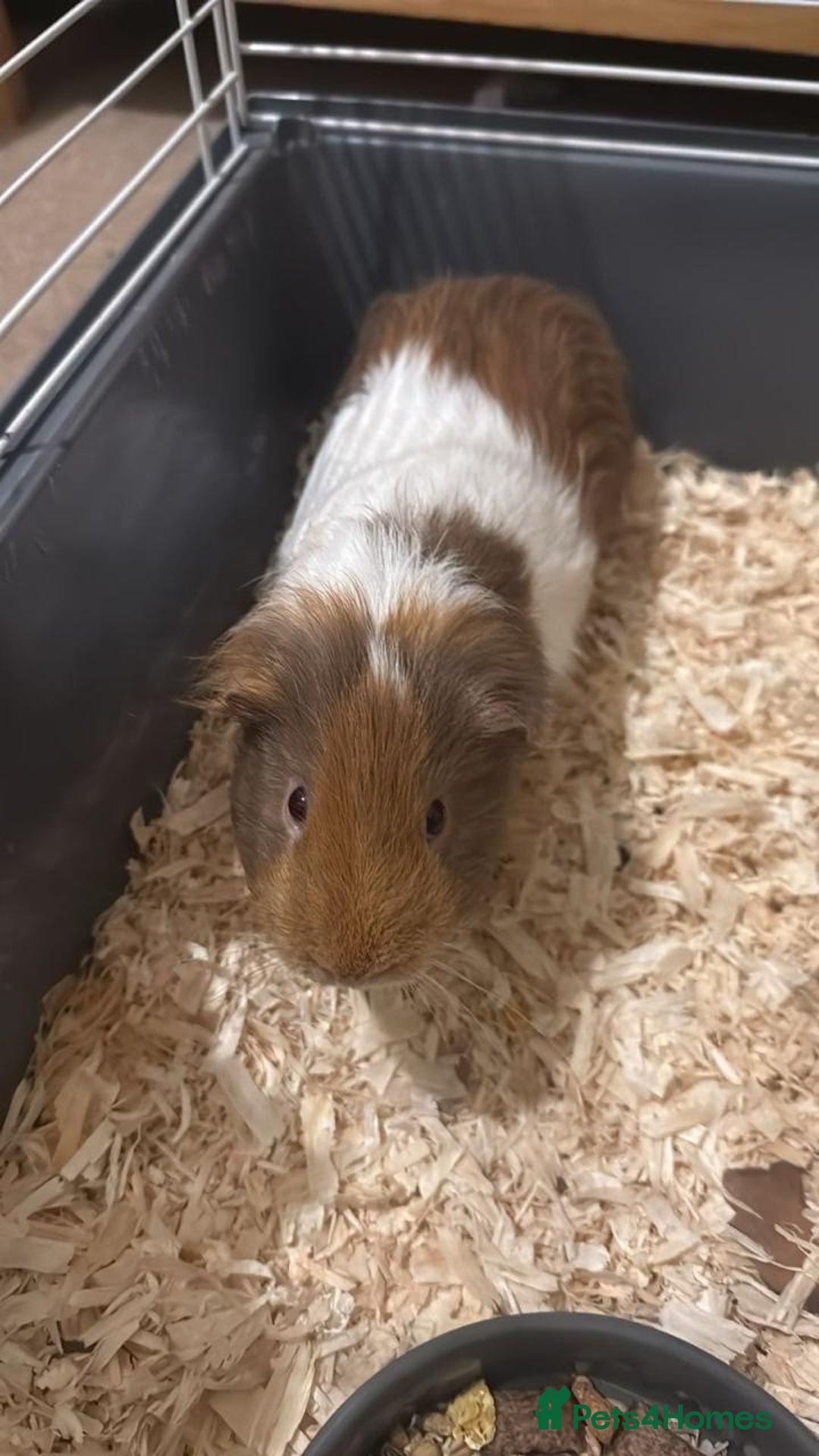 Guinea Pig rodents for sale: Rehome  - Advert 5