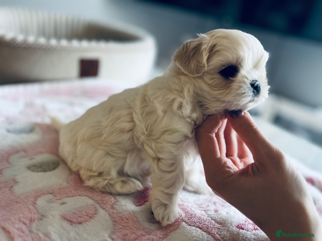 Maltese dogs for sale: ✨Gorgeous maltese puppies ✨  - Advert 9