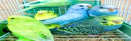 Budgerigars birds for sale: Beautiful Baby Budgies &. Cages Various Mutations - Advert 5
