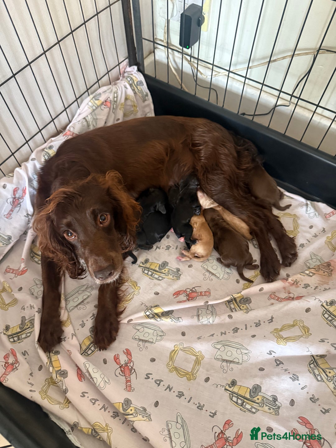 Cocker Spaniel dogs for sale: Cocker spaniel puppies, Ready Now..!! - Image 5