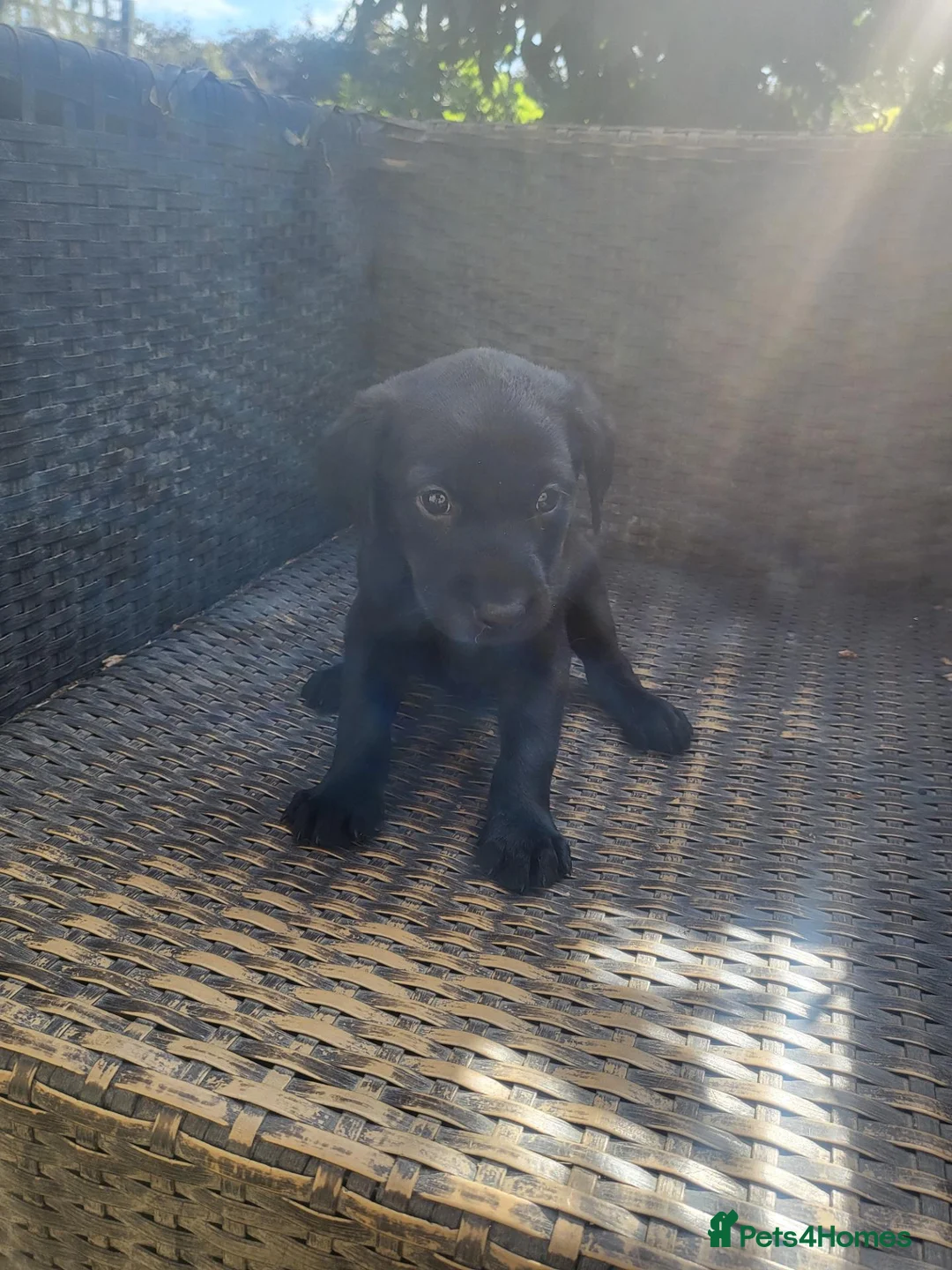 Labrador Retriever dogs for sale: A Super litter of Fox Red & Black Working Lab pups - Advert 34