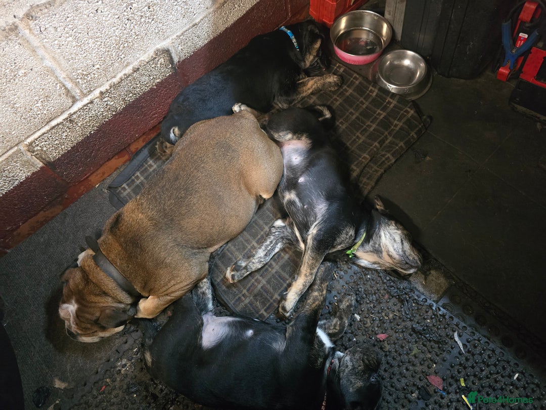 Mixed Breed dogs for sale:  Retriever x British bulldog - Advert 4