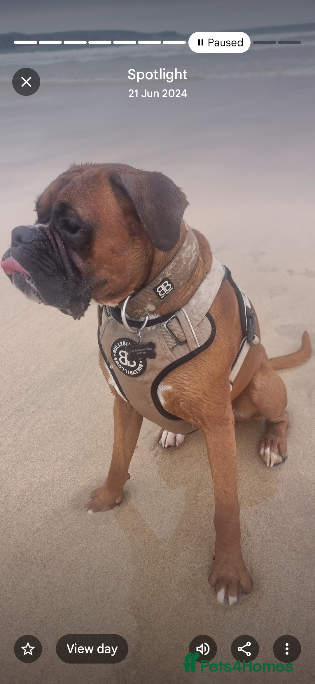 Boxer dogs for stud: Male boxer aged 2 ready for stud duties 🥰 - Advert 9