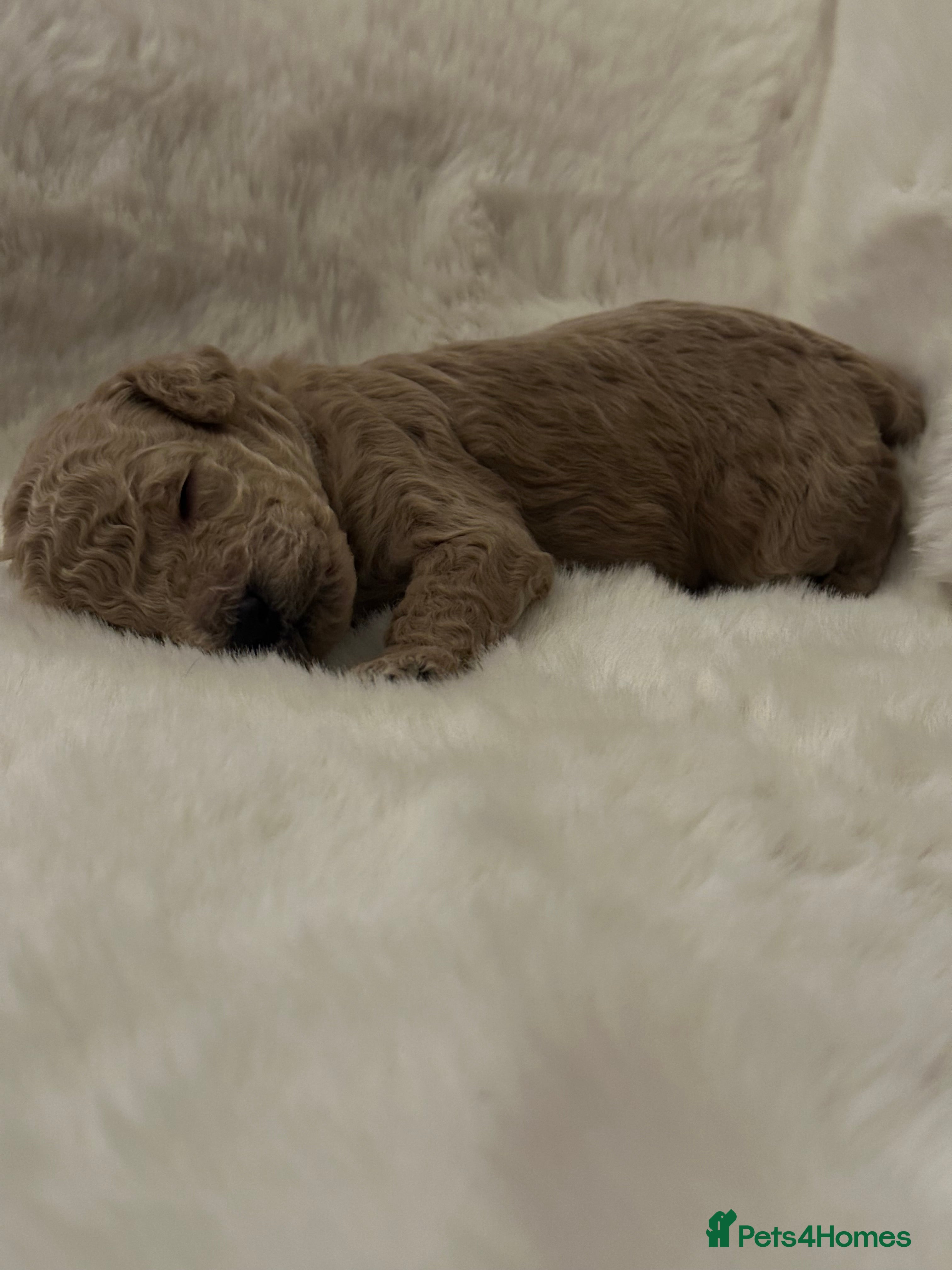 Cockapoo dogs Stunning litter of true miniature cockapoos ⭐️🐾🐾 - Advert 5