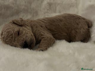 Cockapoo dogs Stunning litter of true miniature cockapoos ⭐️🐾🐾 - Advert 5