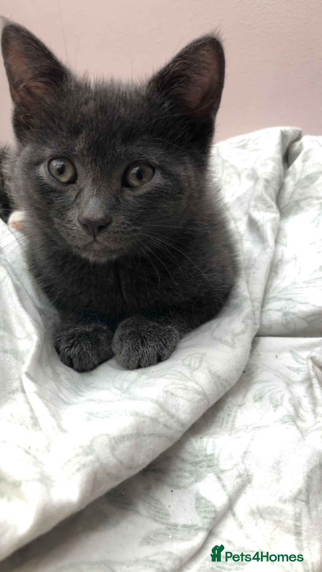 British Shorthair cats for sale: Beautiful kittens ready now  - Advert 2