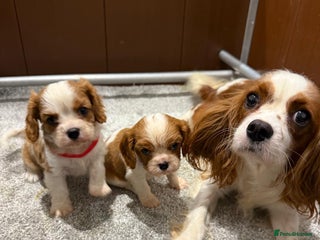 Cavalier King Charles Spaniel dogs KC Cavalier King Charles Spaniel 🧬 Tested Parents - Advert 3