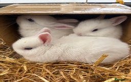 Netherland Dwarf rabbits for sale: Female Pure white blue eyed Netherland dwarf  - Image 4