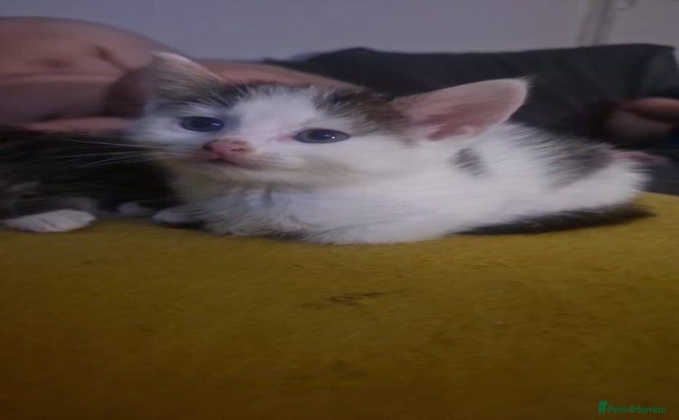 Domestic Shorthair cats - Advert 1