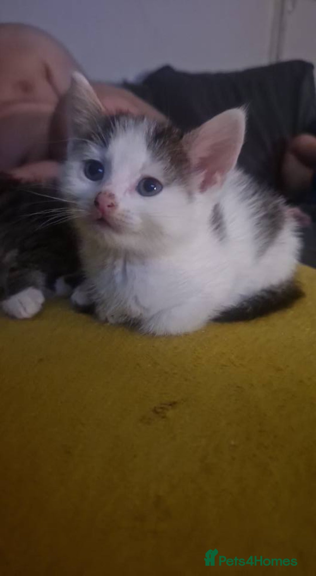 Domestic Shorthair cats for sale: 3 gorgeous Kittens ready for their forever homes - Image 1