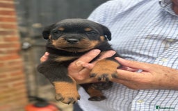 Rottweiler dogs for sale: Beautiful chunky Rottweiler puppies  - Image 3