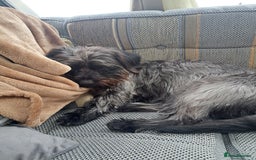 Mixed Breed dogs for stud: Dachshund x Shih Tzu for stud - Image 7