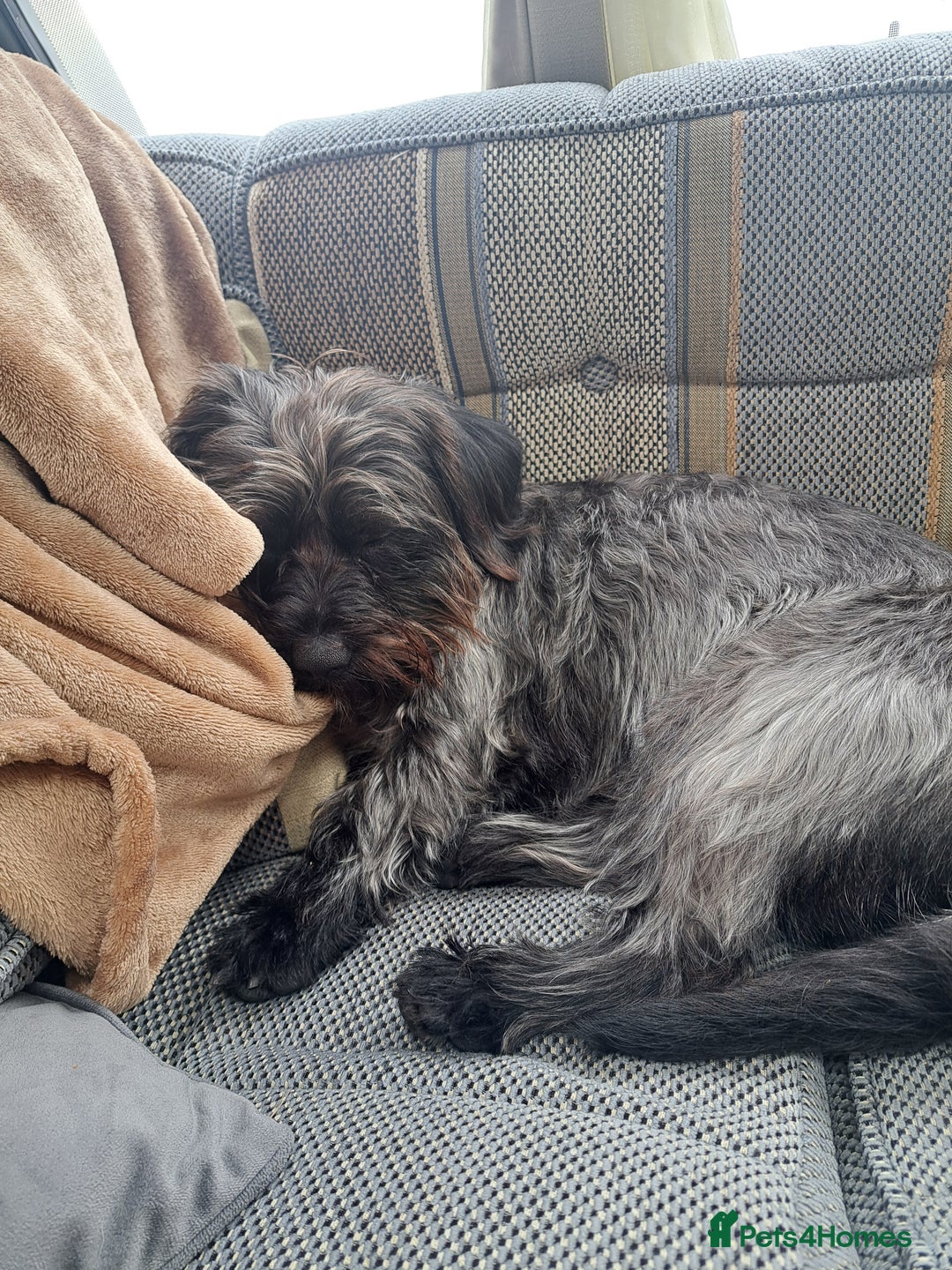 Mixed Breed dogs for stud: Dachshund x Shih Tzu for stud - Image 7