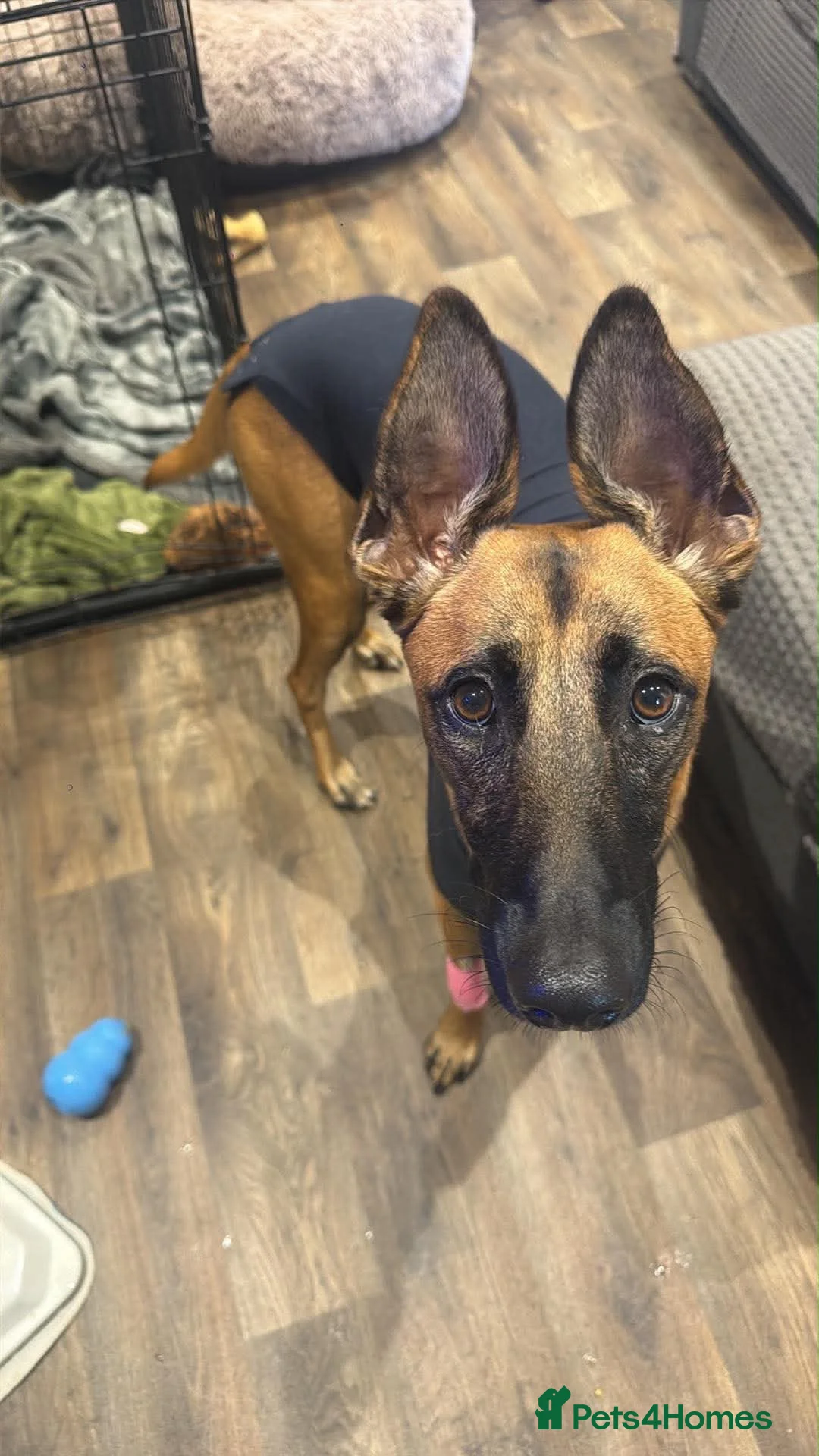 Belgian Shepherd Dog dogs for sale: Male Belgium Malinois  - Advert 1