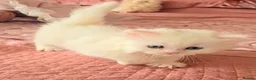 Munchkin cats for sale: 'Rughugger'Minuet kittens - Advert 9