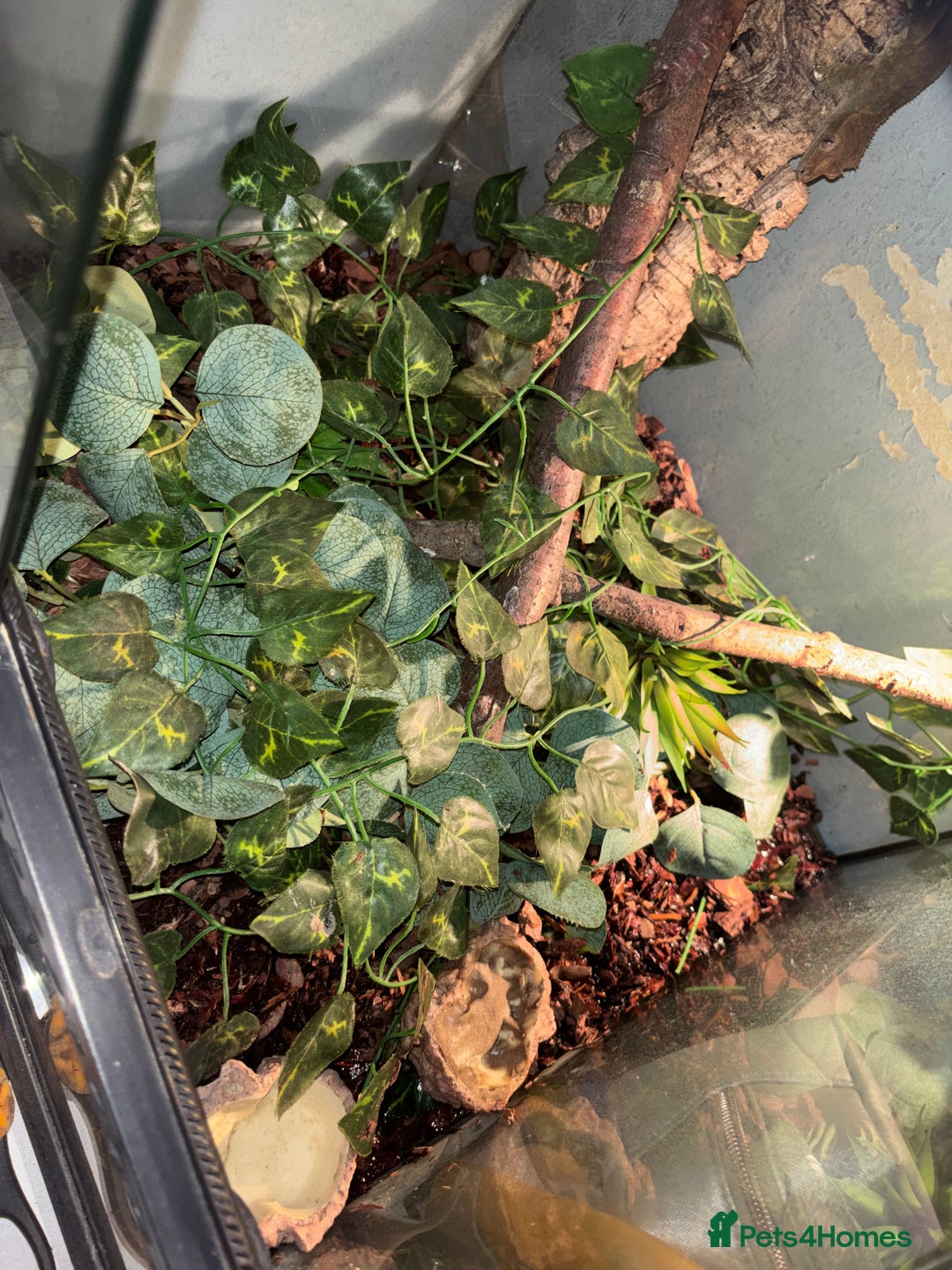Gecko reptiles for sale: crested gecko full set up male and female  - Advert 7