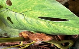 Gecko reptiles for sale: Beautiful Dalmatian Crested Gecko - Image 18