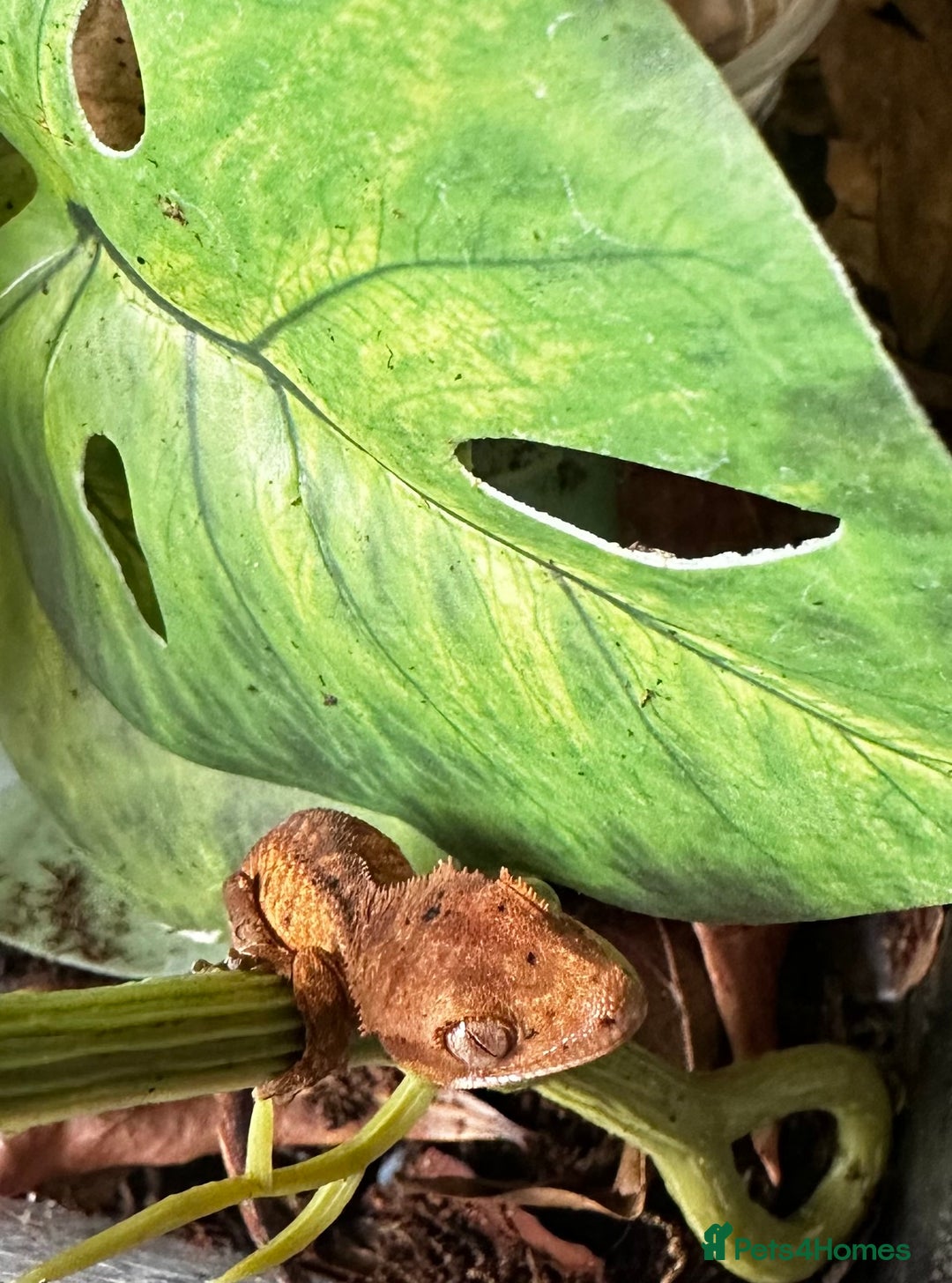 Gecko reptiles for sale: Beautiful Dalmatian Crested Gecko - Image 18