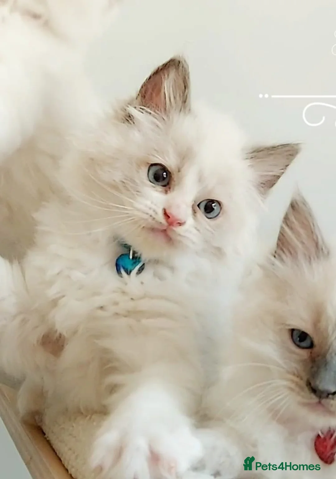 Ragdoll cats for sale: £ 450  😊😻PURE BEAUTIFUL RAGDOLL  - Advert 1