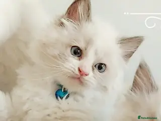 Ragdoll cats 10% OFF THIS WEEK😻PURE BEAUTIFUL RAGDOLL 😻😻😻 - Advert 12