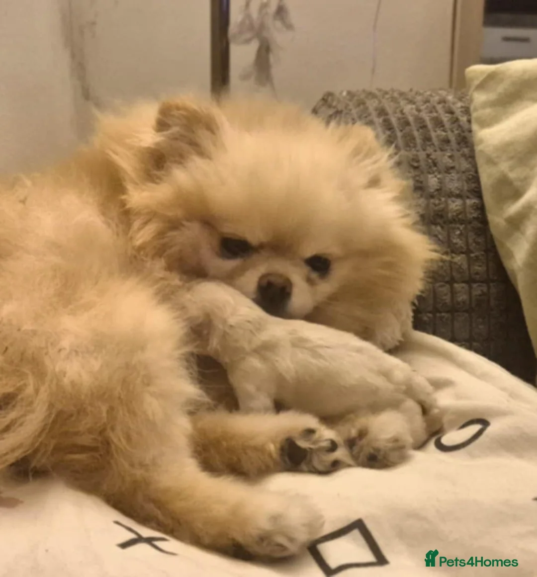 Pomeranian dogs for sale: Tiny Pomeranian girl based in Boston area - Advert 1