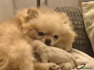 Pomeranian dogs Tiny Pomeranian girl based in Boston area - Advert 1