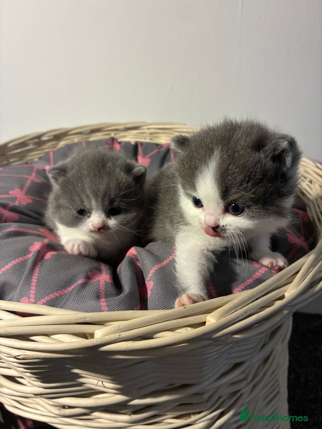 British Shorthair cats for sale: 5 BSH TICA REGISTERED KITTENS - Advert 19