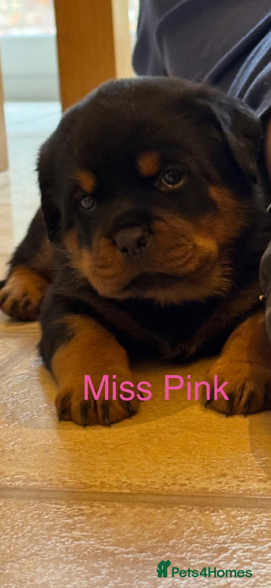 Rottweiler dogs for sale: KC Registered Rottweiler Puppies - Advert 1