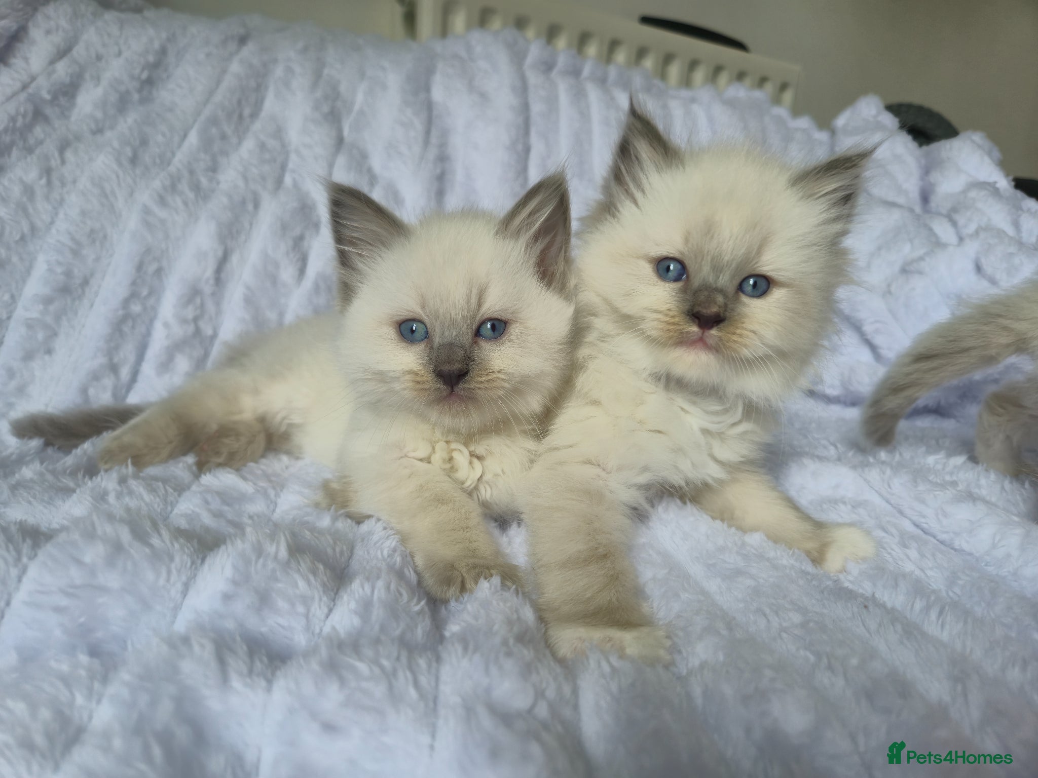 Ragdoll cats Ragdoll kittens  - Advert 1